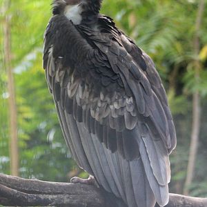 White-headed vulture