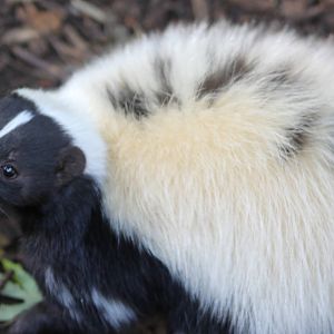 Skunk