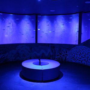 Flagtail shoal, September 2015