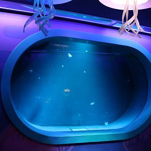 Jellyfish tank, September 2015