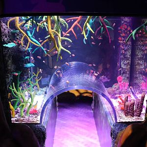 Clownfish tank, September 2015