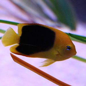 Juvenile rock beauty angelfish, September 2015