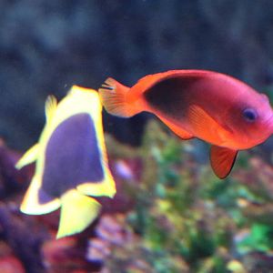 (Red) saddle clownfish, September 2015