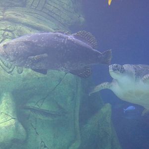 The chase, September 2015