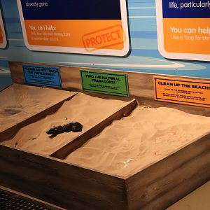 Turtle nest conservation sandboxes, September 2015