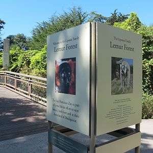 Lemur Forest