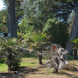 Lemur Forest - Black and White Ruffed Lemur