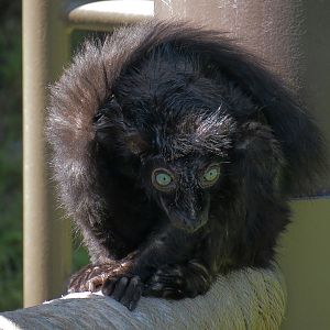 Lemur Forest - Blue-eyed Black Lemur