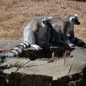 Lemur Forest - Ring-tailed Lemur