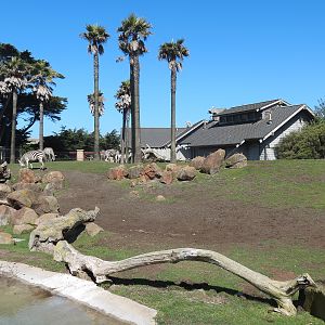 African Savanna - Grants Zebra