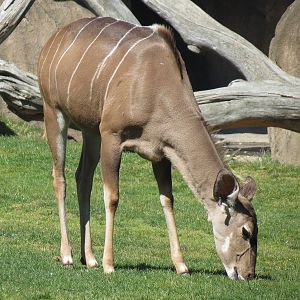 African Savanna - Greater Kudu