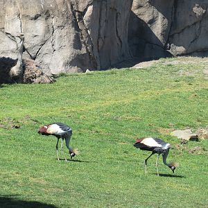 African Savanna - Ostrich and Crowned Crane