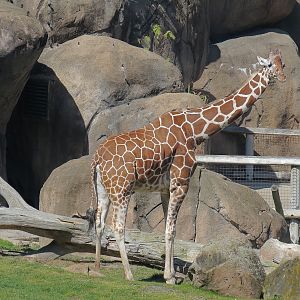 African Savanna - Reticulated Giraffe
