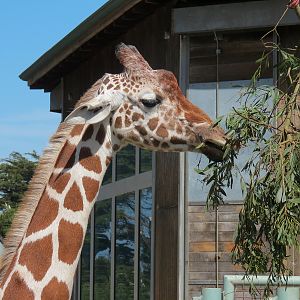 African Savanna - Reticulated Giraffe