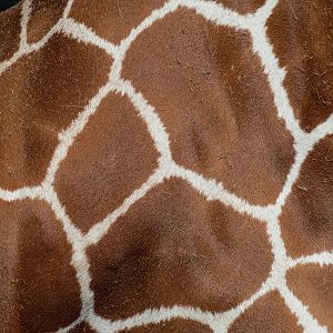 African Savanna - Reticulated Giraffe