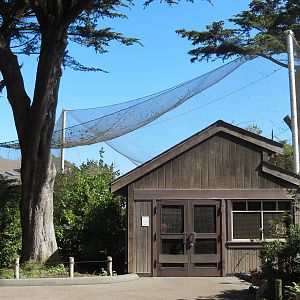 African Savanna - African Aviary