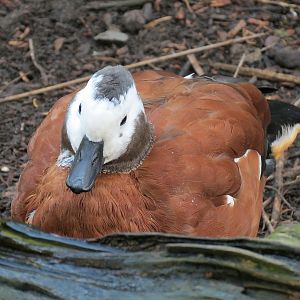 African Savanna - African Aviary - South African Shelduck