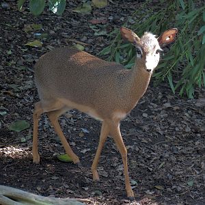 African Savanna - African Aviary - Dik-dik