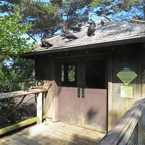 African Savanna - African Aviary - Waldrapp Ibis