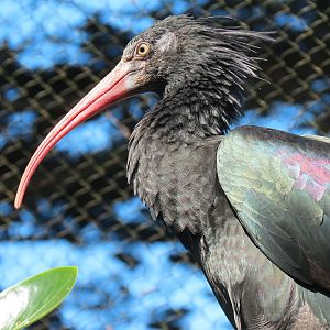 African Savanna - African Aviary - Waldrapp Ibis