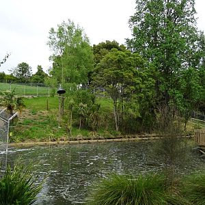 New Siamang Enclosure