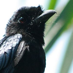 Greater Racket-tailed Drongo