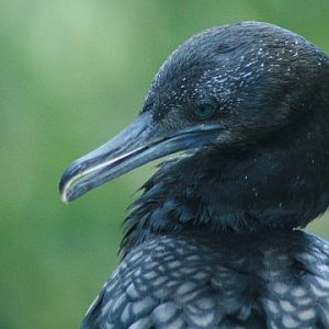 Little Black Cormorant