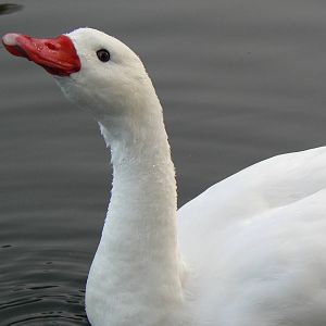 Coscoroba Swan - 26 October 2015