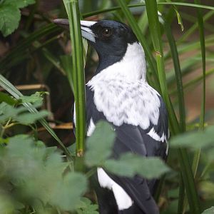 Australian magpie : Paignton : 23 Sep 2015