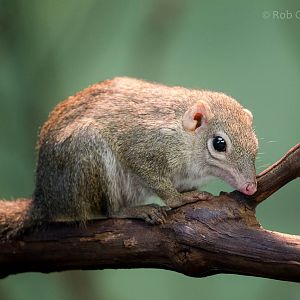 Northern treeshrew : Paignton : 23 Sep 2015