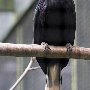 Visayan tarictic hornbill : Paignton : 23 Sep 2015