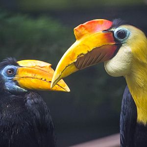 Wrinkled hornbill : Paignton : 23 Sep 2015