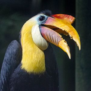 Wrinkled hornbill : Paignton : 23 Sep 2015