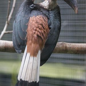 Visayan tarictic hornbill : Paignton : 23 Sep 2015