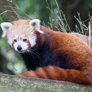 Red panda : Paignton : 23 Sep 2015