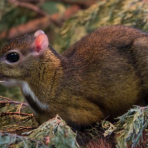 Java mouse-deer : Paignton : 23 Sep 2015