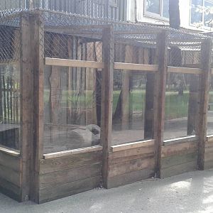 Corsac fox enclosure