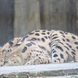 Serval