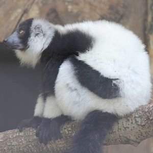 Ruffed lemur