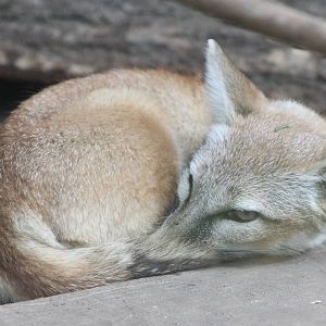 Corsac fox