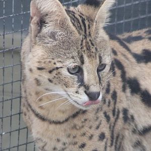 Serval