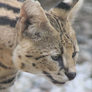Serval