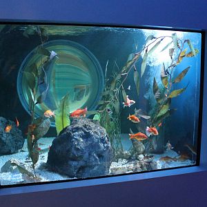 Aquarium Comet goldfish