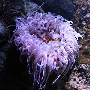 Sea anemone