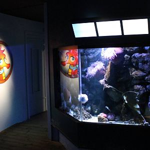 Sea anemone aquarium