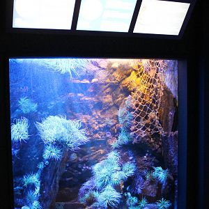 Another sea anemone aquarium