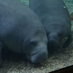 Betsy and BamBam - 10/26/15