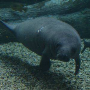 BamBam the Manatee Calf - 10/26/15