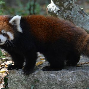 Dr. Erin Curry the Red Panda Cub - 10/26/15