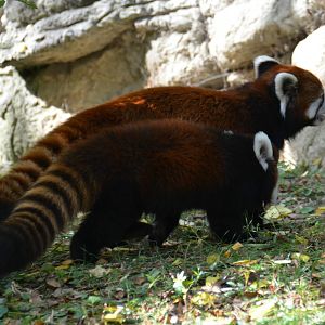 Lin and Dr. Erin Curry Side-by-Side - 10/26/15